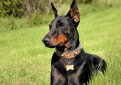 Доберман / Doberman (Doberman Pinscher)