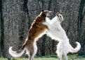 Русская псовая борзая / Borzoi (Russian Wolfhound)