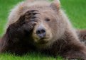 Белка-истеричка принесла фотографу поездку на сафари Белка-истеричка принесла фотографу поездку на сафари