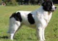 Ландсир / Landseer (Landrees Newfoundland)