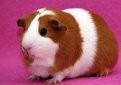 Голландская морская свинка / Dutch Cavy (Holland Guinea Pig)