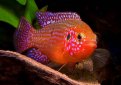 Хромис-красавец / Hemichromis Bimaculatus