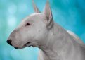 Бультерьер (Английский бультерьер) / Bull Terrier (Bully, Gladiator, English Bull Terrier)