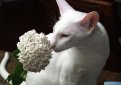 Ориентальная кошка / Oriental Cat