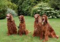 Ирландский сеттер (Ирландский красный сеттер) / Irish Setter (Irish Red Setter)