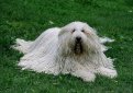 Комондор (Венгерская овчарка) / Komondor (Hungarian Komondor, Hungarian Sheepdog)