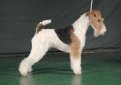 Жесткошерстный фокстерьер / Wire Fox Terrier (Wire-Haired Fox Terrier)