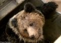 В Китае упавшего медведя спасли ковшом экскаватора