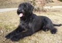 Ризеншнауцер (Гигантский шнауцер) / Riesenschnauzer (Giant Schnauzer)