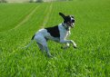 Английский пойнтер (Пойнтер) / English Pointer (Pointer)