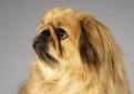 Пекинес / Pekingese (Peking Palasthund)