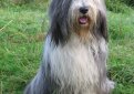 Бородатая колли (Бердед колли) / Bearded Collie