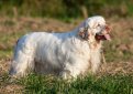 Кламбер-спаниель (Кламбер) / Clumber Spaniel Кламбер-спаниель (Кламбер) / Clumber Spaniel
