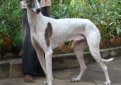 Рампурская борзая (Северо-индийский грейхаунд, рампур) / Rampur Greyhound Рампурская борзая (Северо-индийский грейхаунд, рампур) / Rampur Greyhound