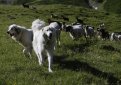 Большая пиренейская собака (Пиренейская горная собака) / Pyrenean Mountain Dog (Great Pyrenees)