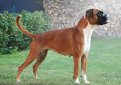 Боксер (Немецкий боксер) / Boxer (German Boxer, Deutscher Boxer) Боксер (Немецкий боксер) / Boxer (German Boxer, Deutscher Boxer)