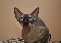 Канадский сфинкс / Canadian Sphynx