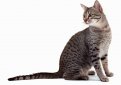 Египетская мау / Egyptian Mau Египетская мау / Egyptian Mau
