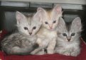 Ангорская кошка (Турецкая ангора) / Turkish Angora Cat Ангорская кошка (Турецкая ангора) / Turkish Angora Cat