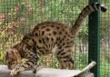 Уссурийская кошка (Уссури) / Ussuri Cat Уссурийская кошка (Уссури) / Ussuri Cat