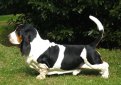 Бассет-хаунд / Basset Hound Бассет-хаунд / Basset Hound