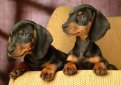 Такса короткошерстная (Такса гладкошерстная) / Dachshund