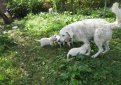 Венгерский кувас (Кувас) / Kuvasz