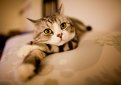Шотландская прямоухая кошка (Скоттиш страйт) / Scottish Straight Cat Шотландская прямоухая кошка (Скоттиш страйт) / Scottish Straight Cat