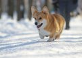 Вельш корги пемброк (Пемброк вельш корги) / Pembroke Welsh Corgi