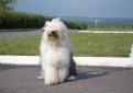 Бобтейл (Староанглийская овчарка) / Bobtail (Old English Sheepdog)