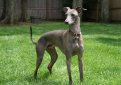 Левретка (Малая итальянская борзая, итальянская борзая, итальянский грейхаунд) / Italian Greyhound (Petit Levrier Italiane)