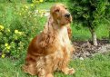 Английский кокер-спаниель / English Cocker Spaniel