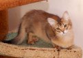 Сомали (Сомалийская кошка) / Somali Cat