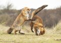 Подведены итоги ежегодного конкурса Comedy Wildlife Photography Awards 2019 Подведены итоги ежегодного конкурса Comedy Wildlife Photography Awards 2019