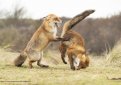 Подведены итоги ежегодного конкурса Comedy Wildlife Photography Awards 2019