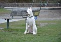 Аргентинский дог (Аргентинский мастиф, дого аргентино) / Dogo Argentino (Argentinian Mastiff)