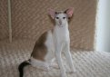 Сейшельская кошка / Seychellois Cat Сейшельская кошка / Seychellois Cat