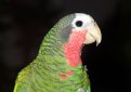 Белоголовый амазон (Кубинский амазон) / Amazona Leucocephala