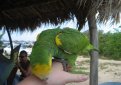 Желтоплечий амазон (Желтокрылый амазон) / Amazona Barbadensis Желтоплечий амазон (Желтокрылый амазон) / Amazona Barbadensis