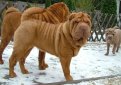 Шарпей (Китайская бойцовая собака) / Shar Pei (Chinese Fighting Dog)