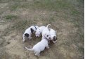 Американский бульдог / American Bulldog