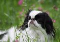 Японский хин / Japanese Chin (Japanese Spaniel)