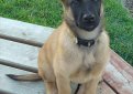 Малинуа (Бельгийская овчарка малинуа) / Belgian Shepherd Malinois (Malinois,  Belgian Malinois)