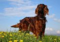 Ирландский сеттер (Ирландский красный сеттер) / Irish Setter (Irish Red Setter)