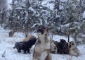 Житель Рязани спас в лесу 20 щенков и просит помочь их пристроить Житель Рязани спас в лесу 20 щенков и просит помочь их пристроить