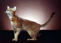 Чаузи (Хауси) / Chausie Чаузи (Хауси) / Chausie