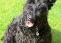 Шотландский терьер (Скотч-терьер, скотти) / Scottish Terrier (Scottie, Aberdeen Terrier)