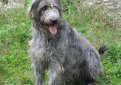 Ирландский волкодав / Irish Wolfhound