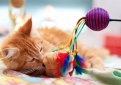 Игрушки для кошек Игрушки для кошек