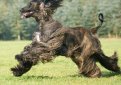 Афганская борзая / Afghan Hound (Ogar Afgan, Eastern Greyhound, Persian Greyhound, Tazi)